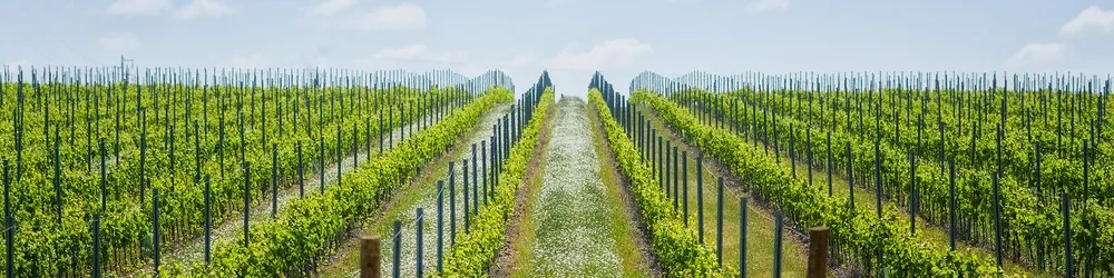 A região do Alentejo, em Portugal, é famosa por seus vinhos — Foto: Divulgação
